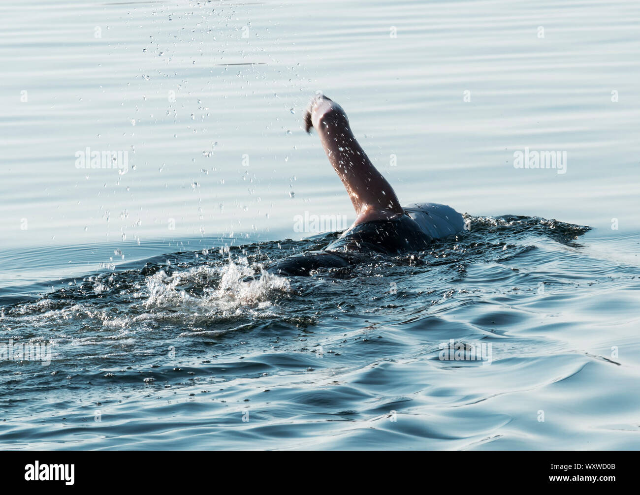 A female swimmers arm is extended as she is swimming in the cold waters