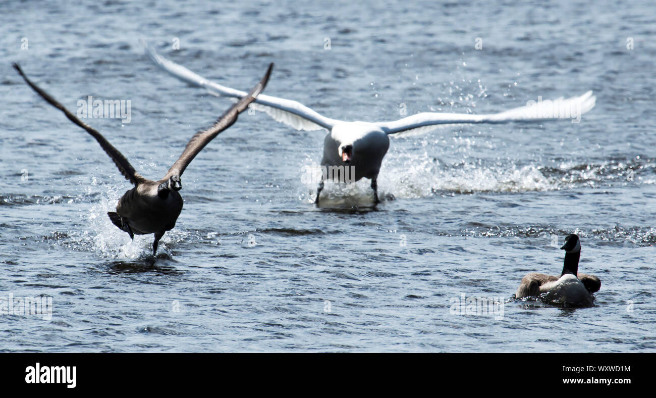 A swan running after a Canadian Goose in the water Stock Photo