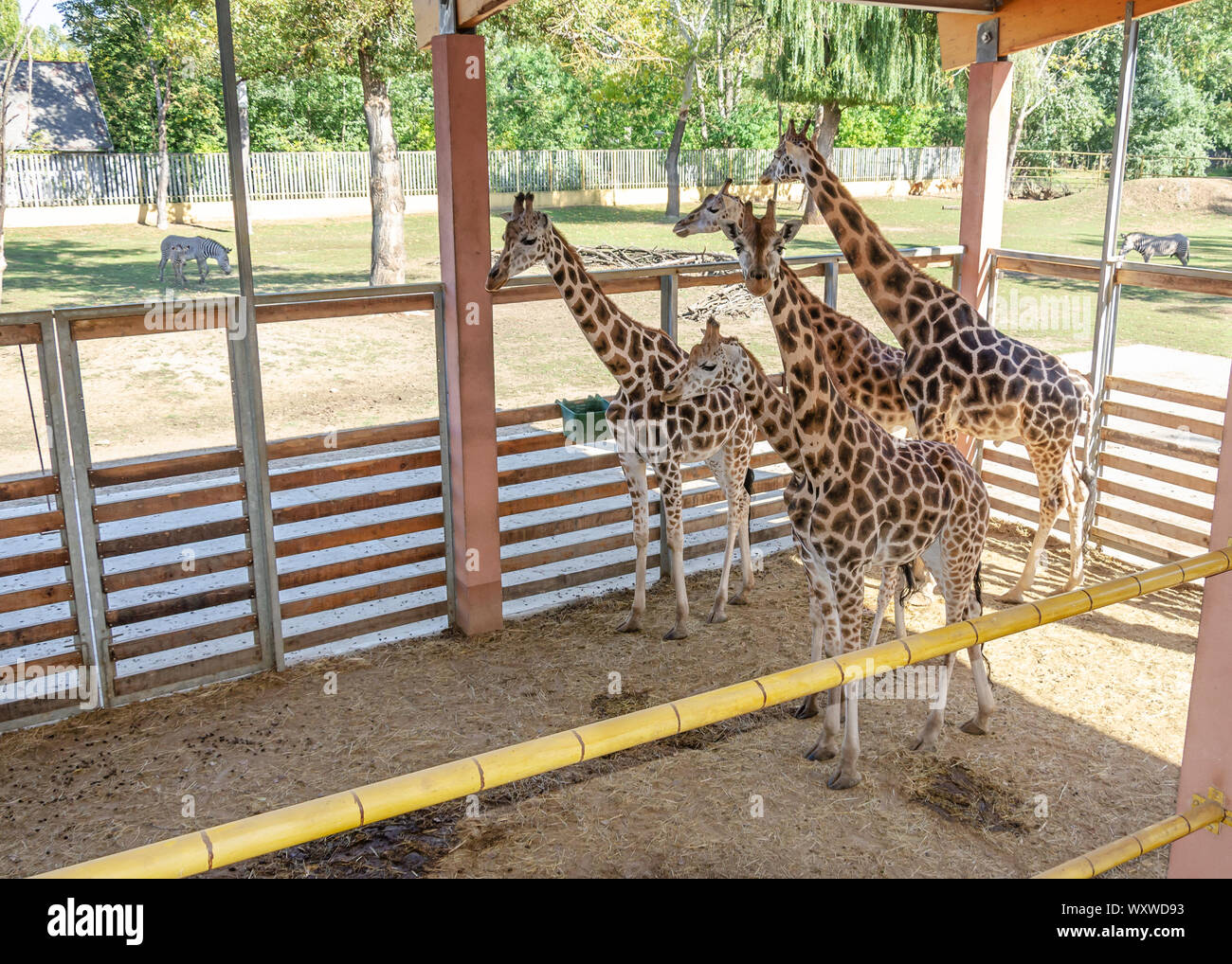 Giraffe in a zoo enclosure hires stock photography and images Alamy