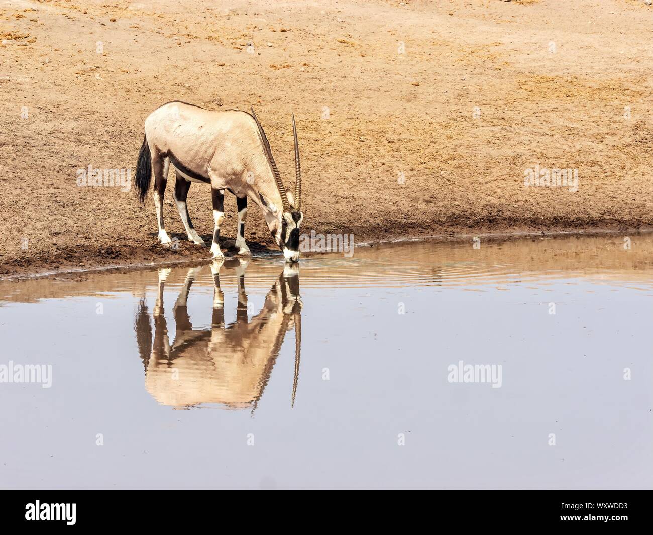 A thirsty oryx drinking from a waterhole in Etosha National Park, Namibia, with his reflection in the water. Stock Photo