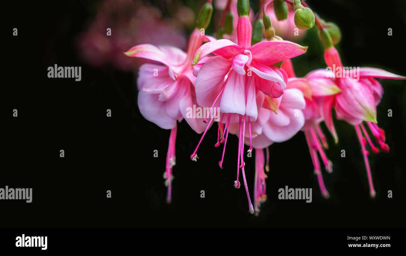 A close-up view of a beautiful fuchsia plant blooming with pink flowers, on a black background. Stock Photo