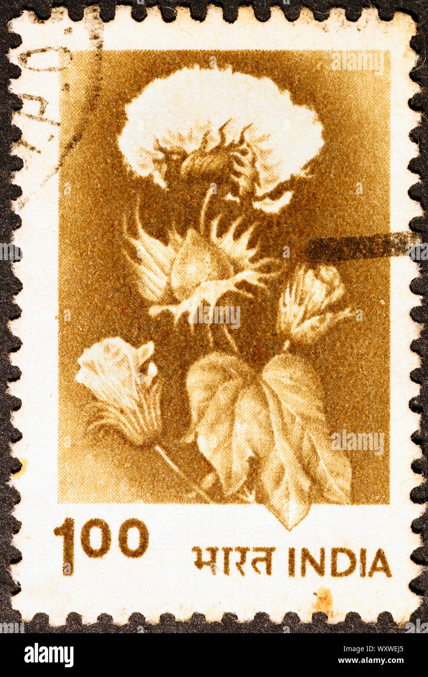 Plant of Cotton on vintage indian postage stamp Stock Photo - Alamy