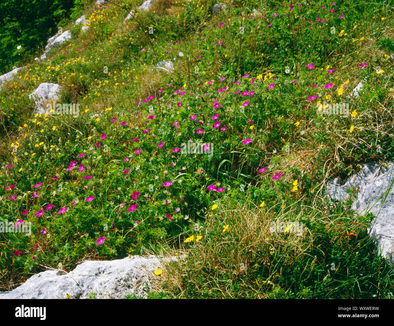 Bloody Cranesbill, Geranium sanguineum, and Common Rockrose, Helianthemum nummularium, flowering on south facing limestone outcrop, Loggerheads Park. Stock Photo