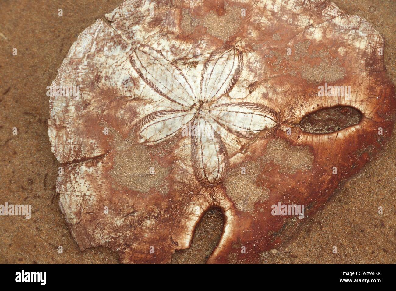 Taiwan nature - sea urchin fossil at 