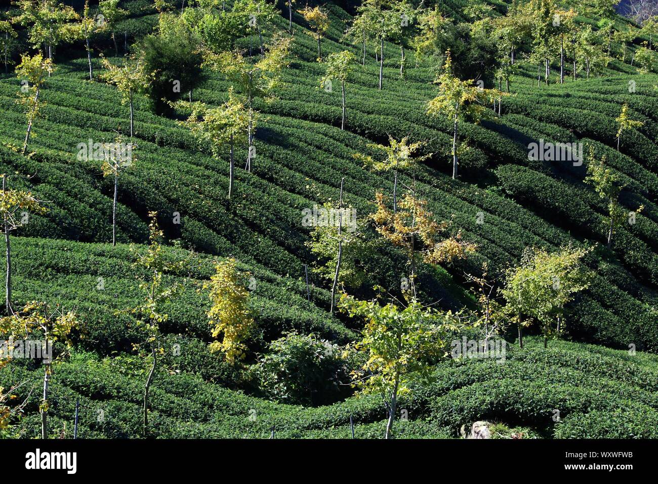 Tea fields in Taiwan. Hillside tea plantations in Shizhuo, Alishan mountains. Stock Photo