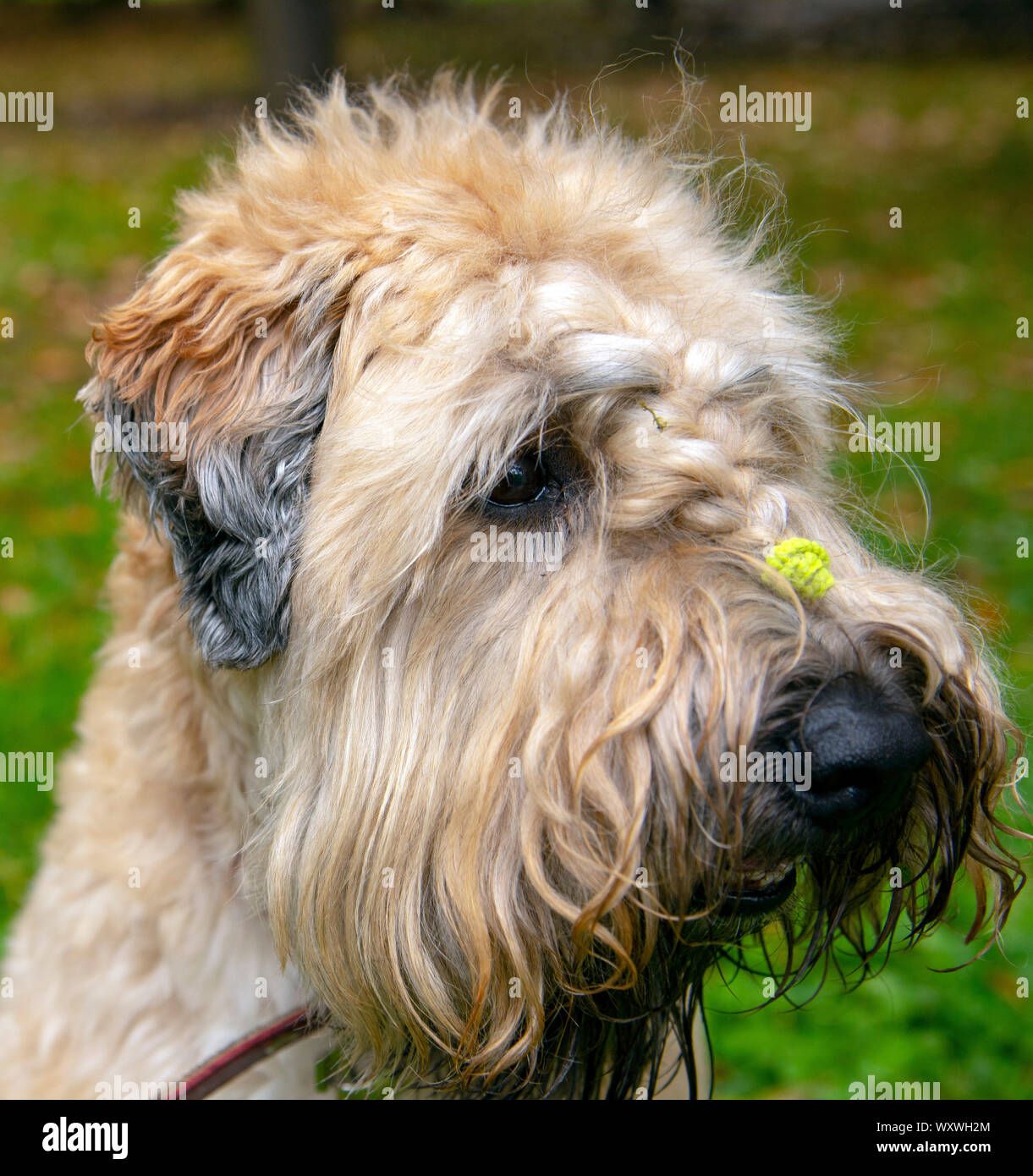 curly coated terrier