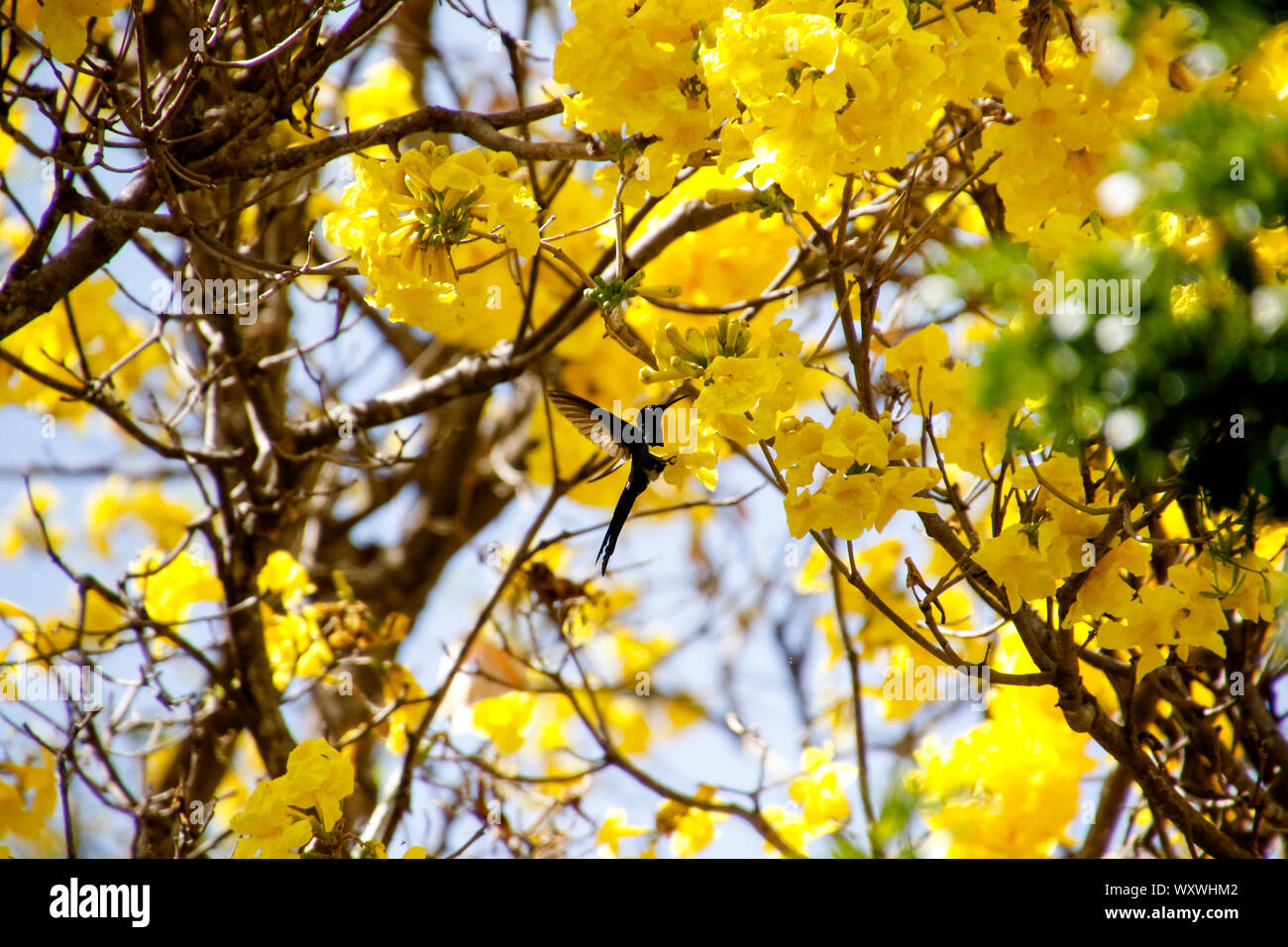 Hummingbird bird flying in flower detail on yellow ipe tree with bright blue sky Stock Photo