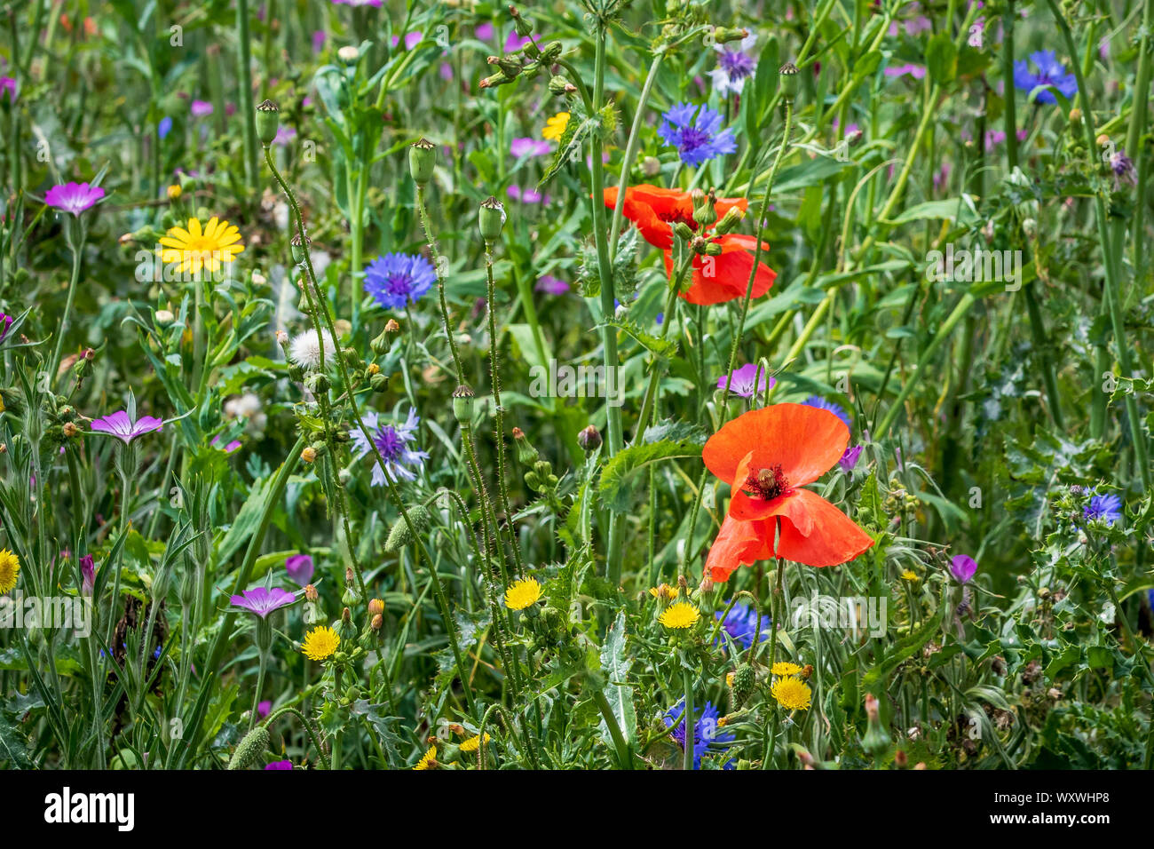 Wild flowers in the UK Stock Photo Alamy