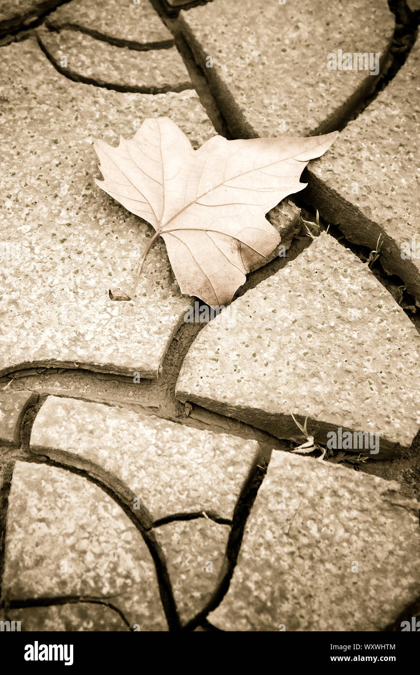 Isolated dry leaf on the ground - concept image Stock Photo