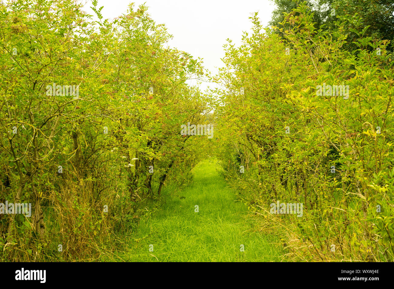 Cultivated Elderberry trees (Sambucas nigra) planted in rows. UK Stock