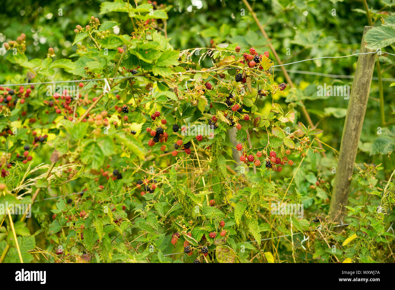 Ripening Cultivated Blackberries in Somerset Orchard, England, UK. Stock Photo