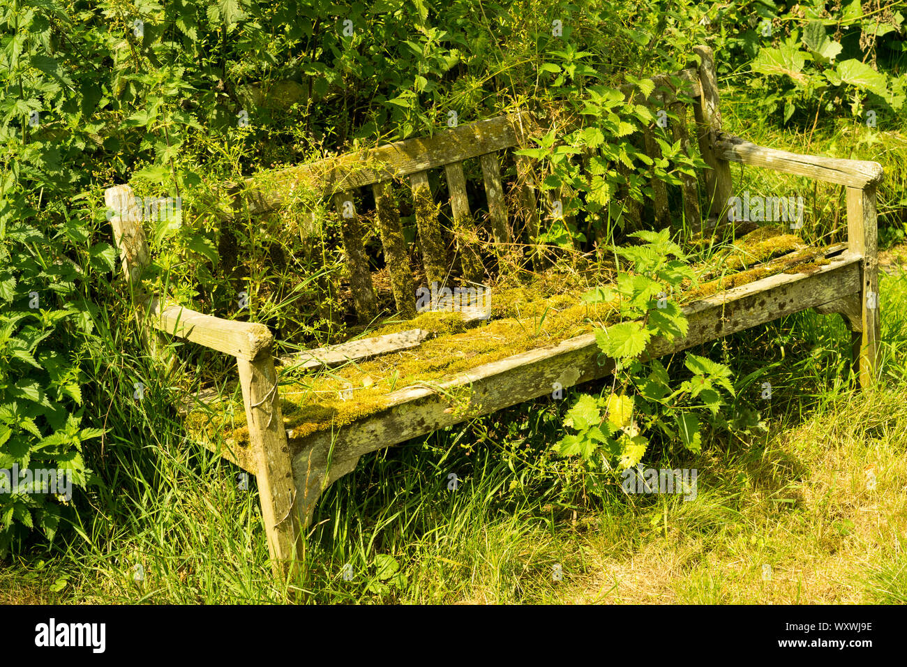 Old overgrown garden bench,UK. Stock Photo