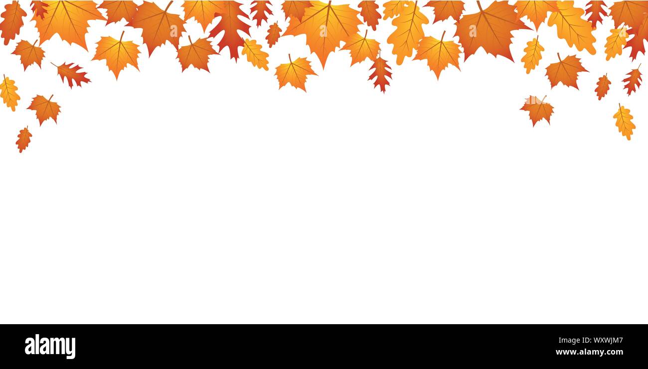 autumn orange and yellow falling leaves on white background vector ...