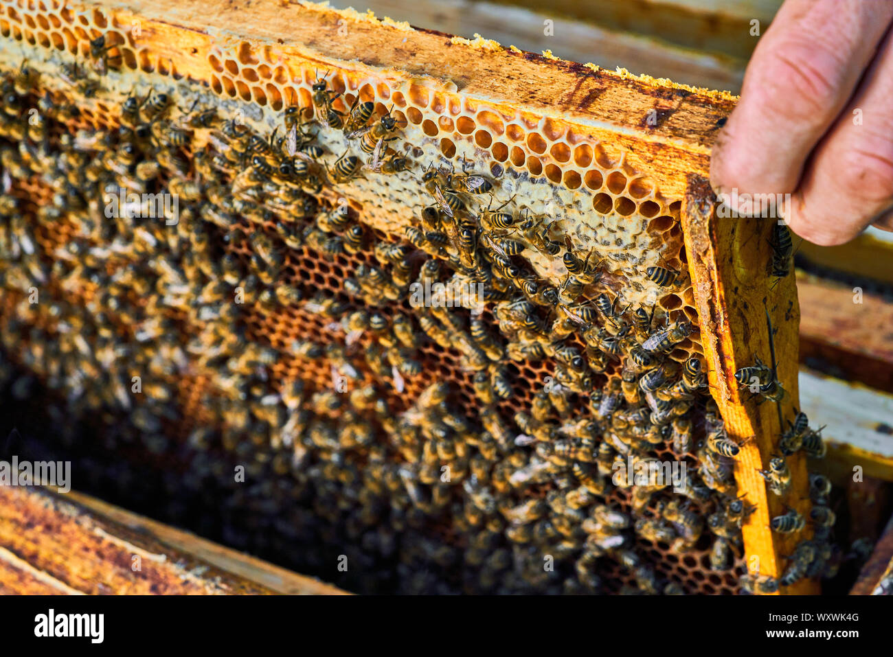 Close up view of the working bees on the honeycomb with sweet honey. Honey is beekeeping healthy produce. Stock Photo