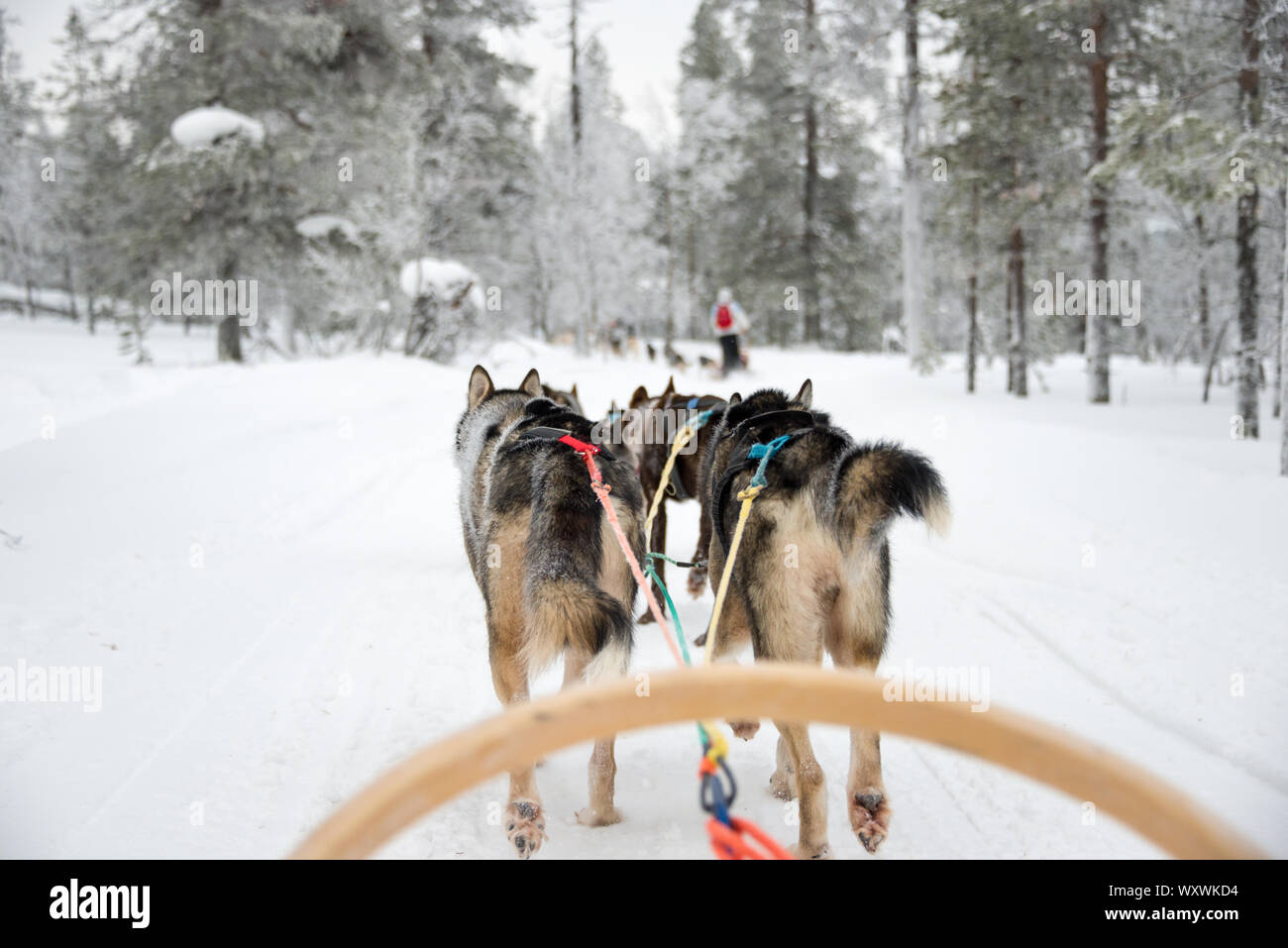 Husky dog sledding in Lapland, Finland Stock Photo