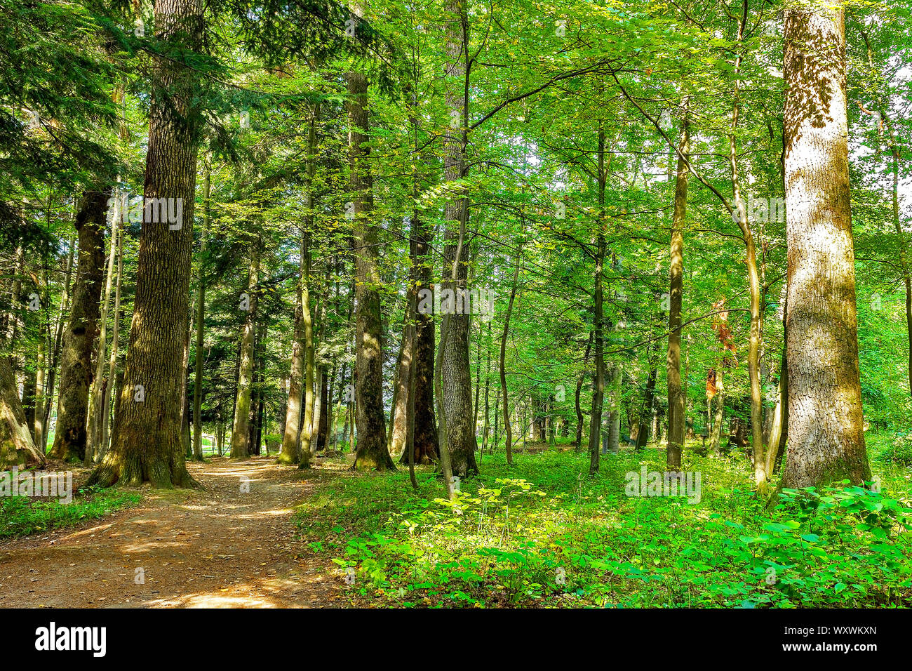 Landscape with rural roads fork in forest. Stock Photo