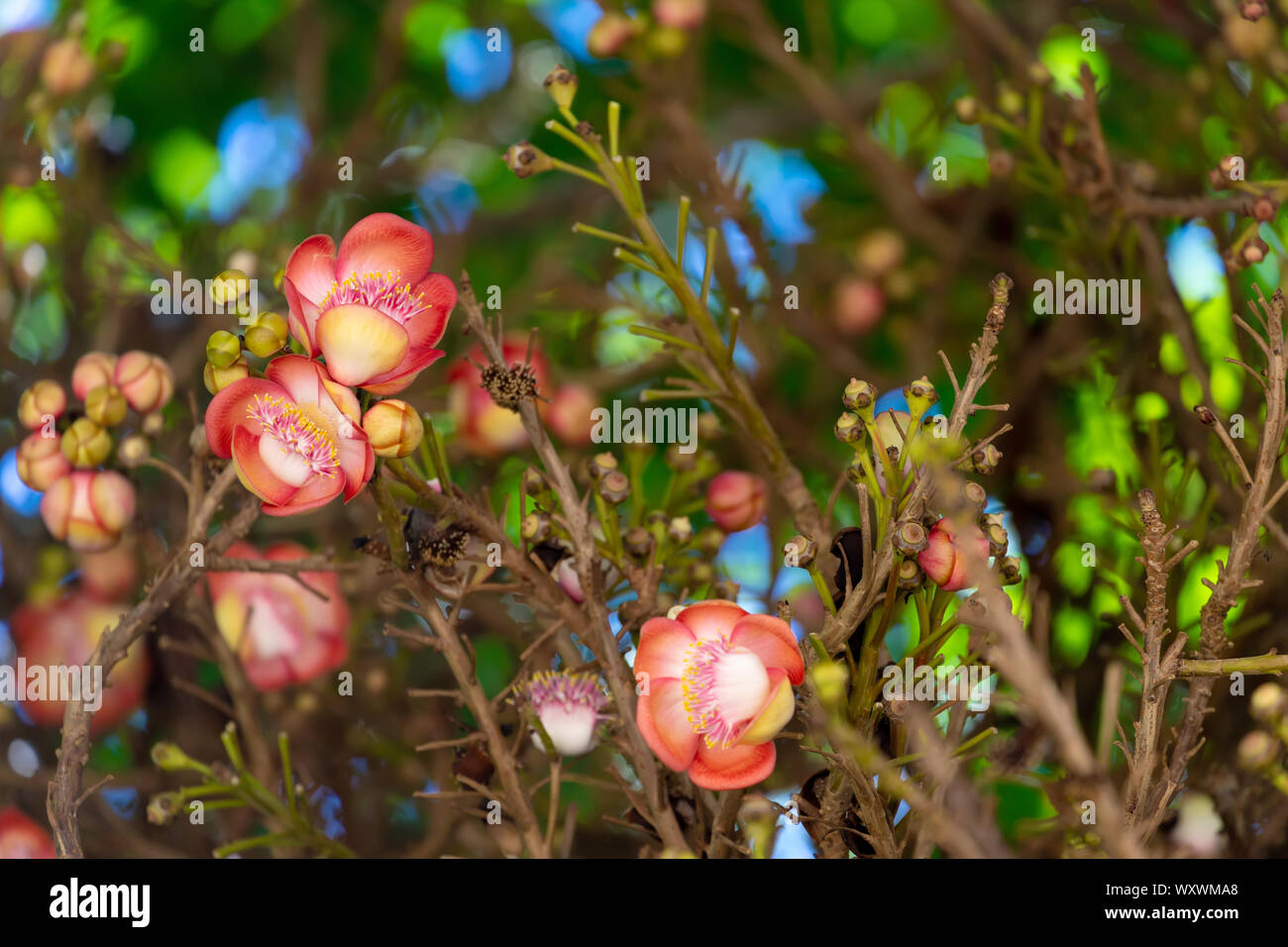 Sala tree (Shorea robusta) flowers in Thailand Stock Photo