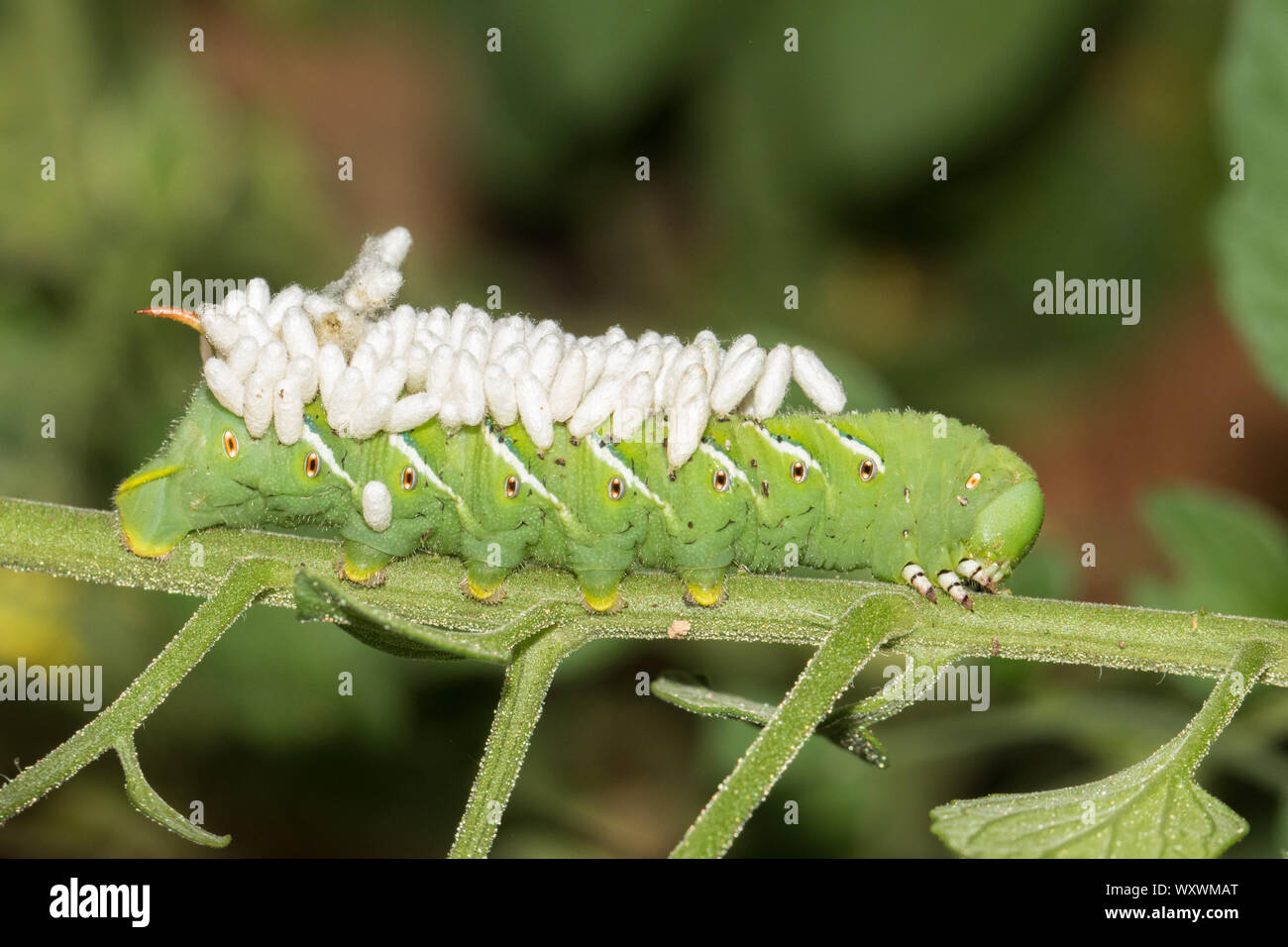 A tobacco hornworm larva, Manduca sexta, feeding on tomato and with parasitc braconid wasp cocoons attached. Stock Photo