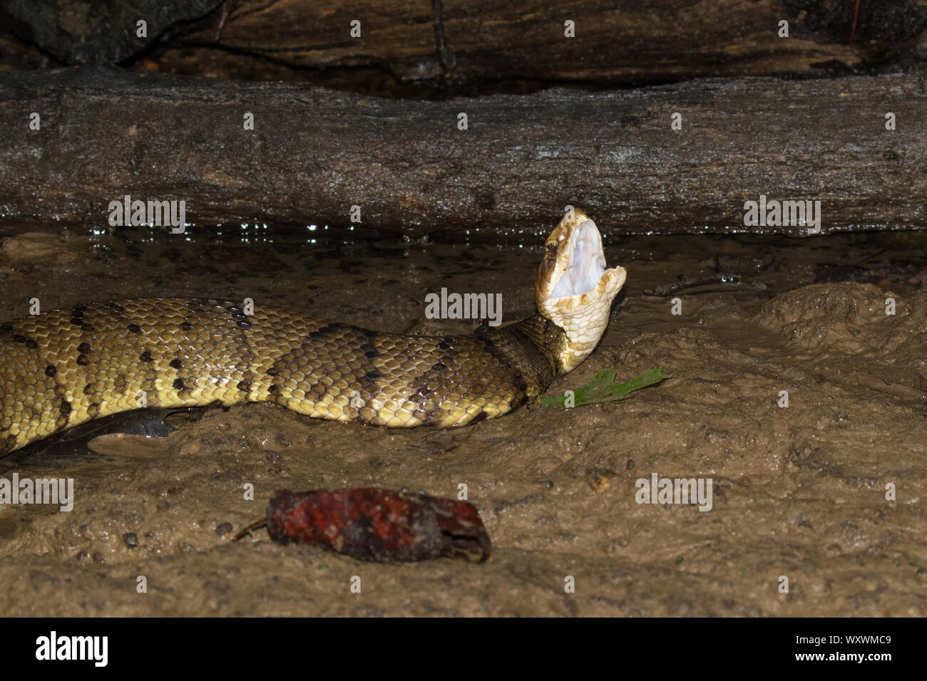 Close-up of a cottonmouth moccasin, Agkistridon piscivorus, in a defensive posture. Stock Photo