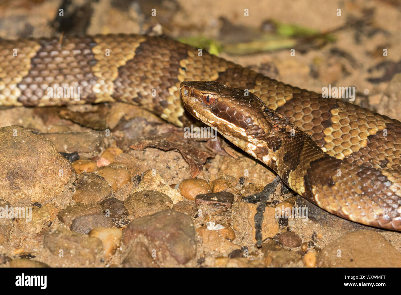 Cottonmouth snake hires stock photography and images Alamy