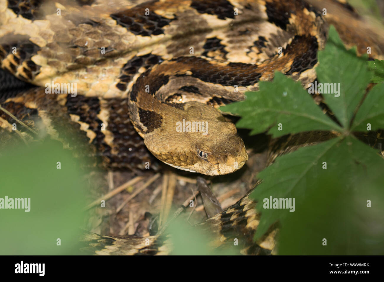 Close-up of an adult timber rattlesnake, Crotalus horridus. Stock Photo