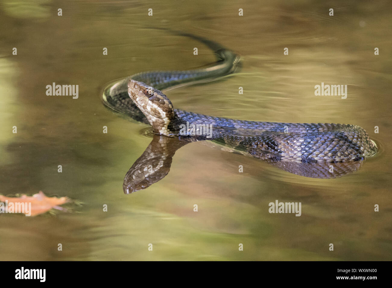 A cottonmouth moccasin, Agkistridon piscivorus, floating on water Stock