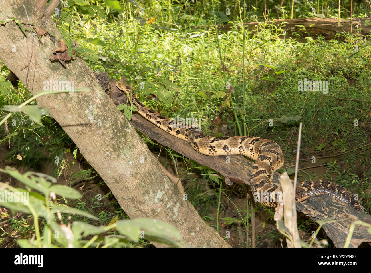 An adult timber rattlesnake, Crotalus horridus, climbing a tree Stock