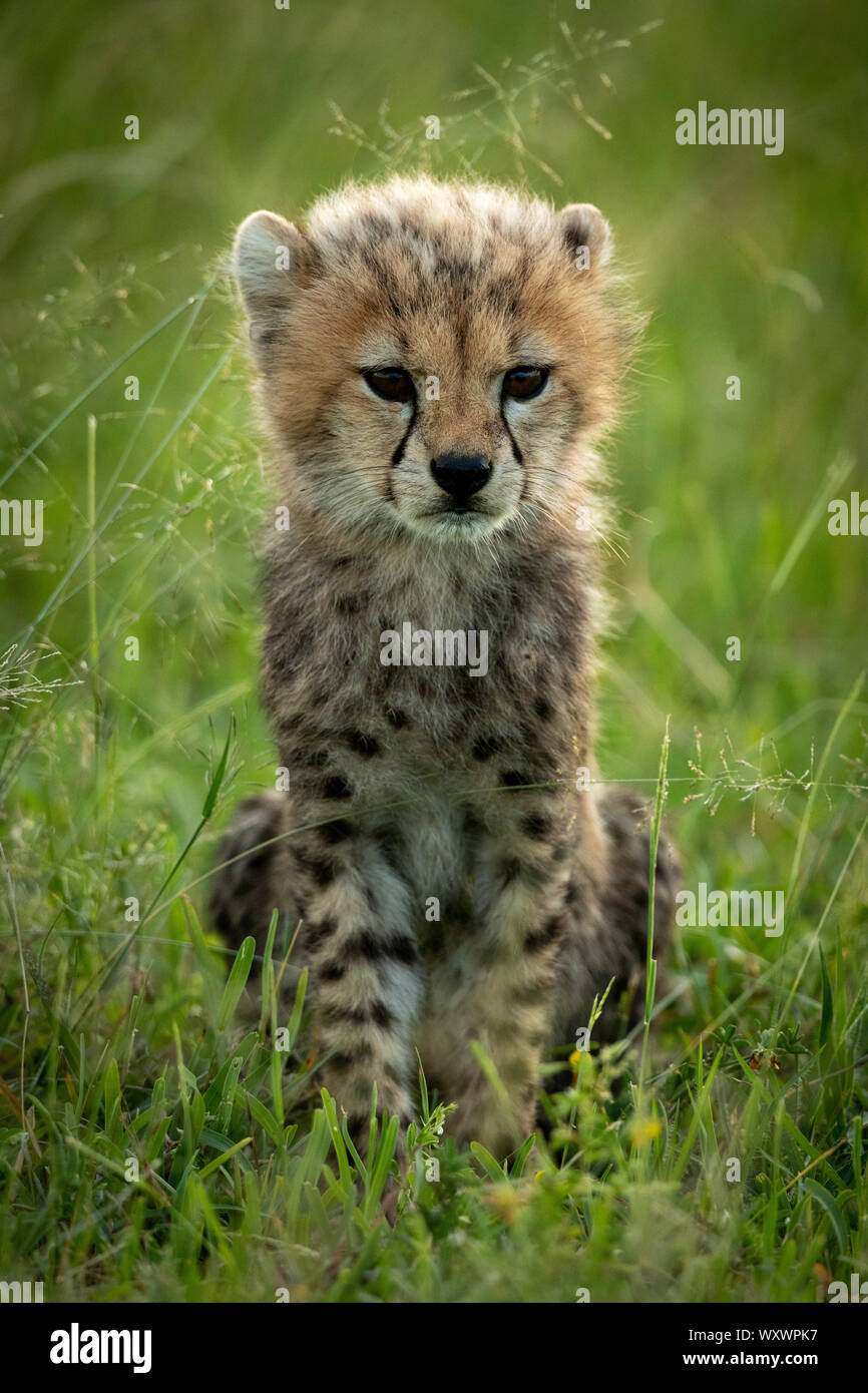 Cheetah cub sits in grass watching camera Stock Photo - Alamy