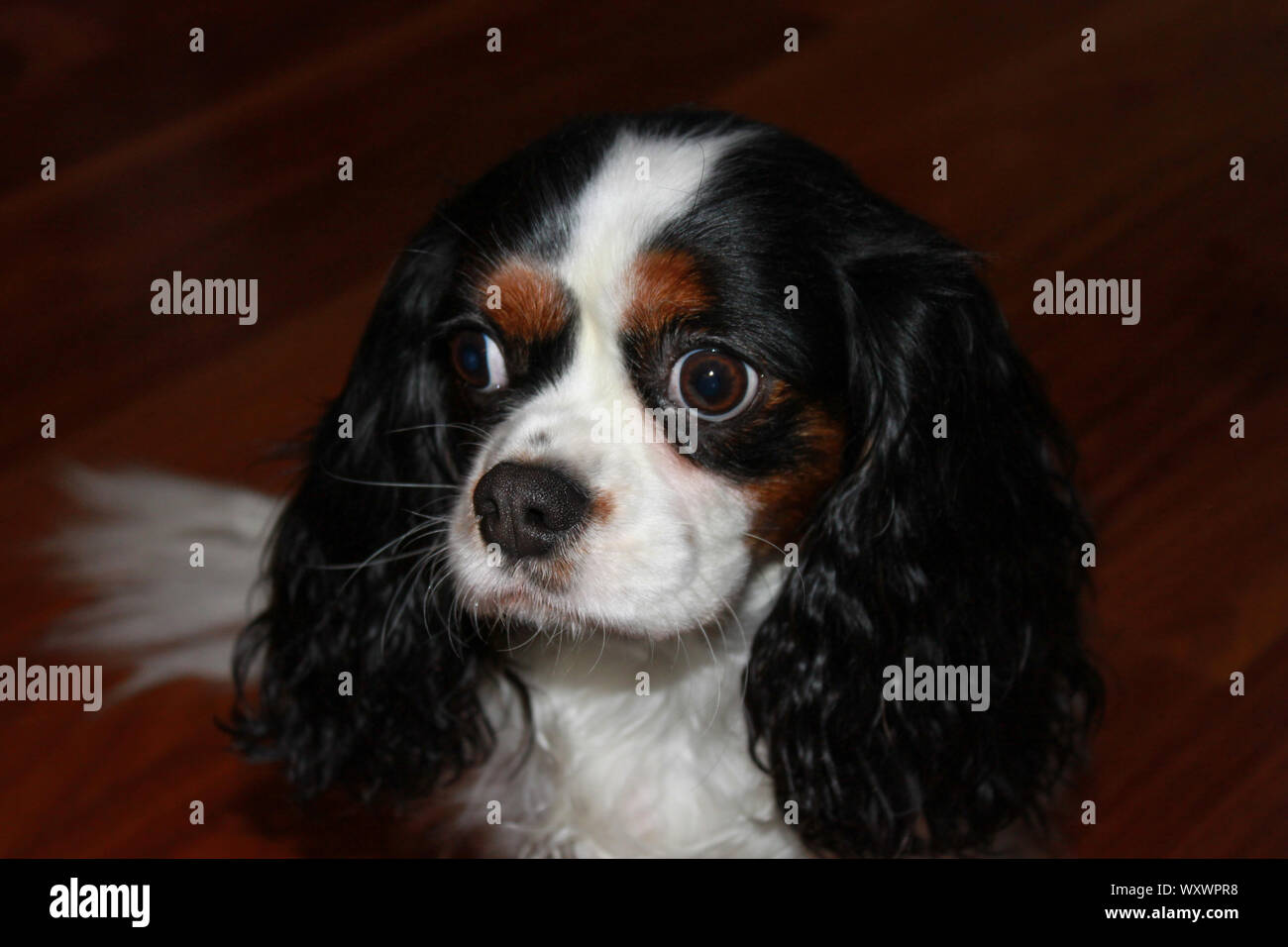 Small dog with sad eyes adoption concept. Stock Photo