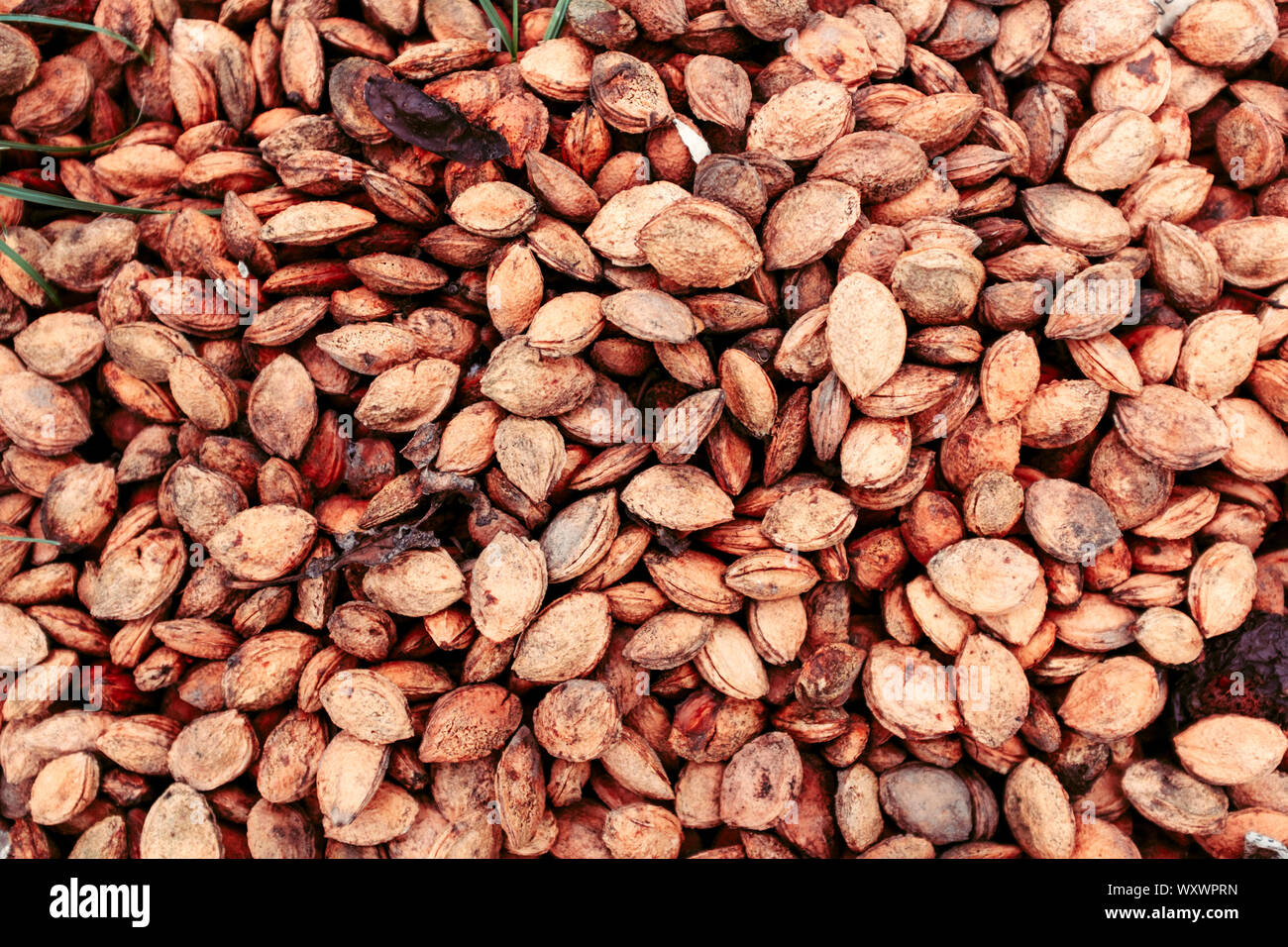 Plum seed hires stock photography and images Alamy