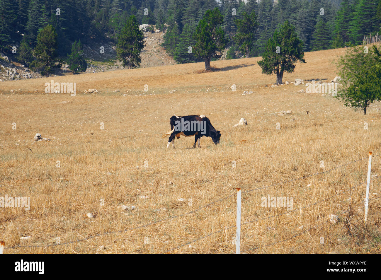 Grazing black and white Friesian Holstein cow amid a herd of cows in a ...