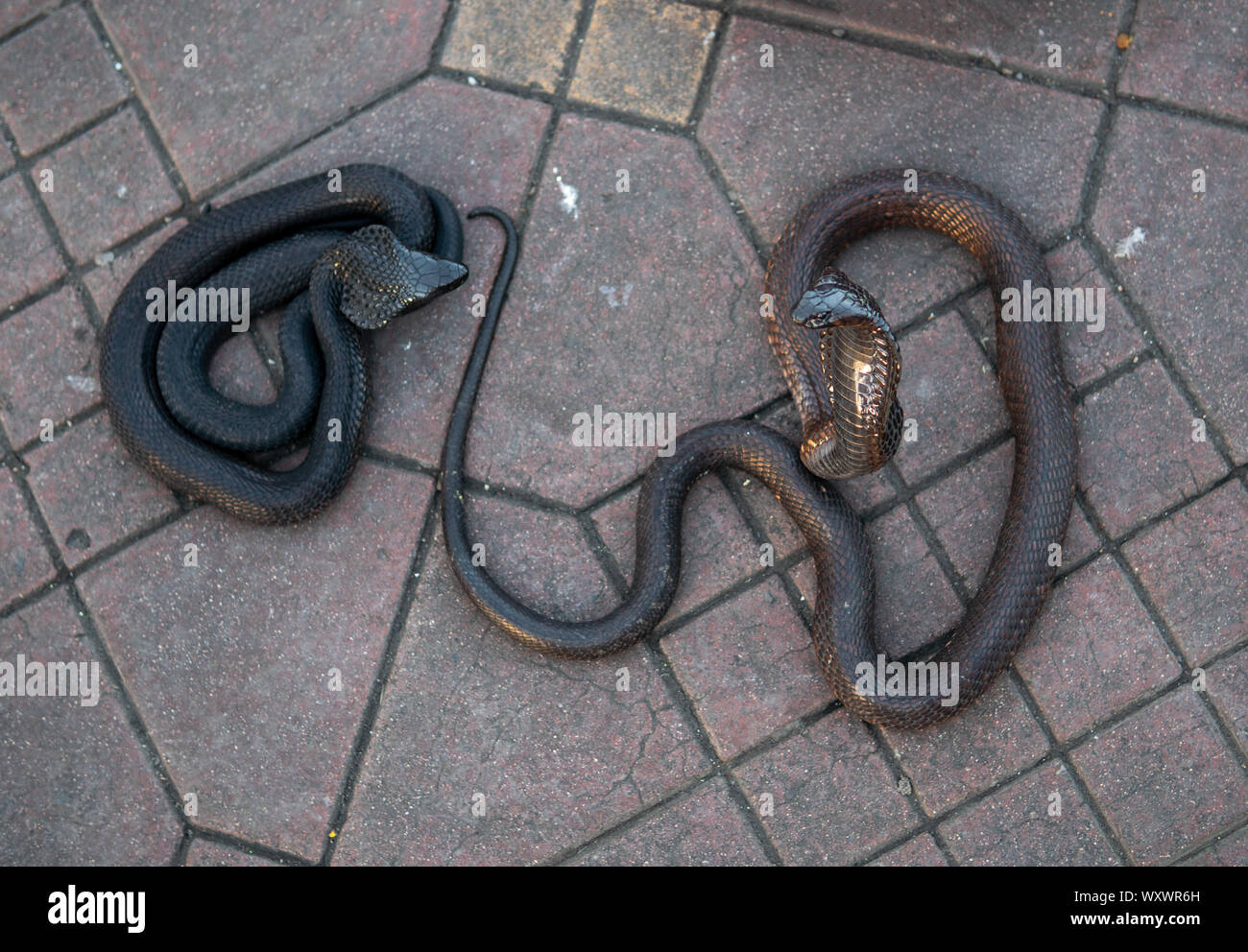 Cobra snakes in the Jamaa el Fna square, the main market place in Marrakesh, Morocco. Stock Photo