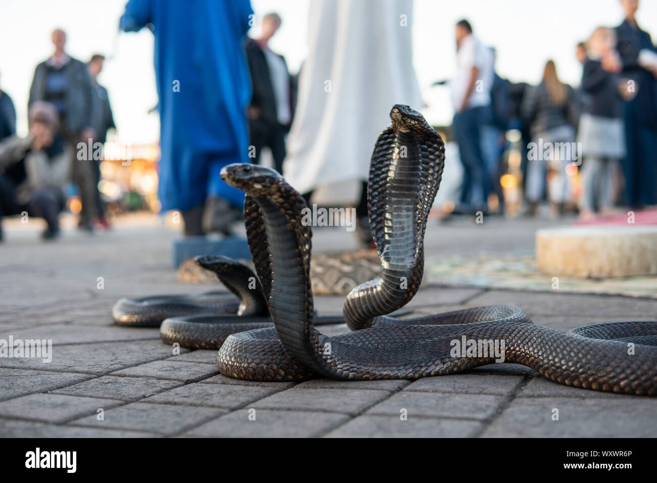 Cobra snakes in the Jamaa el Fna square, the main market place in Marrakesh, Morocco. Stock Photo