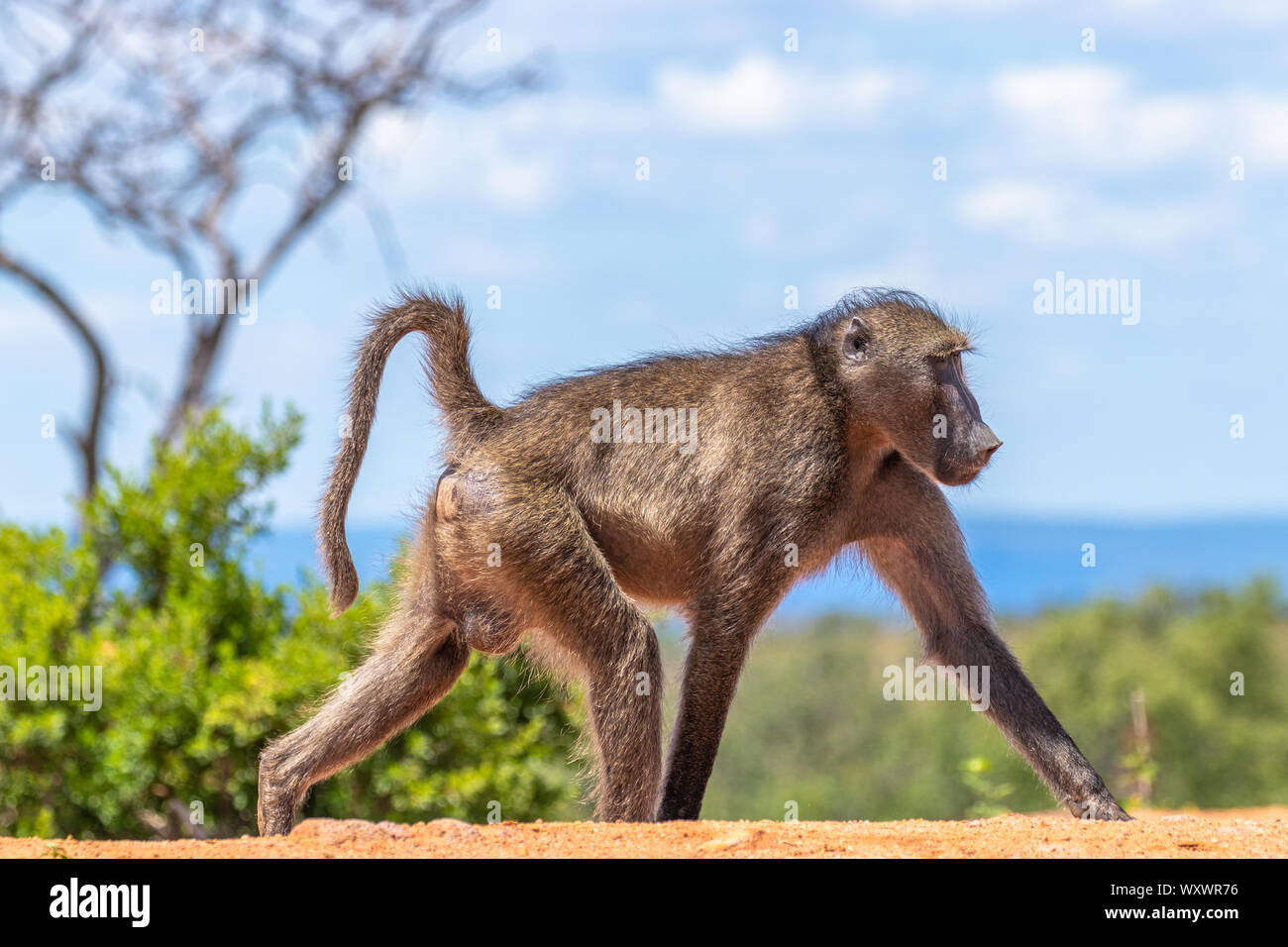 Baboon ( Chacma) wonder around, Welgevonden Game Reserve, South Africa. Stock Photo