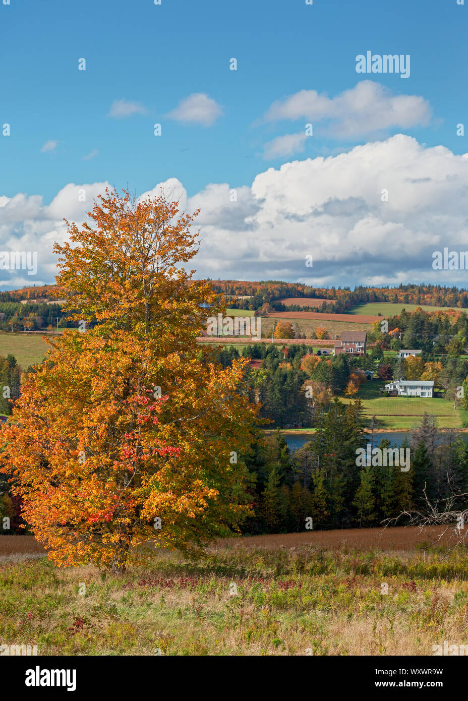 Colorful full foliage in rural Prince Edward Island, Canada. Stock Photo