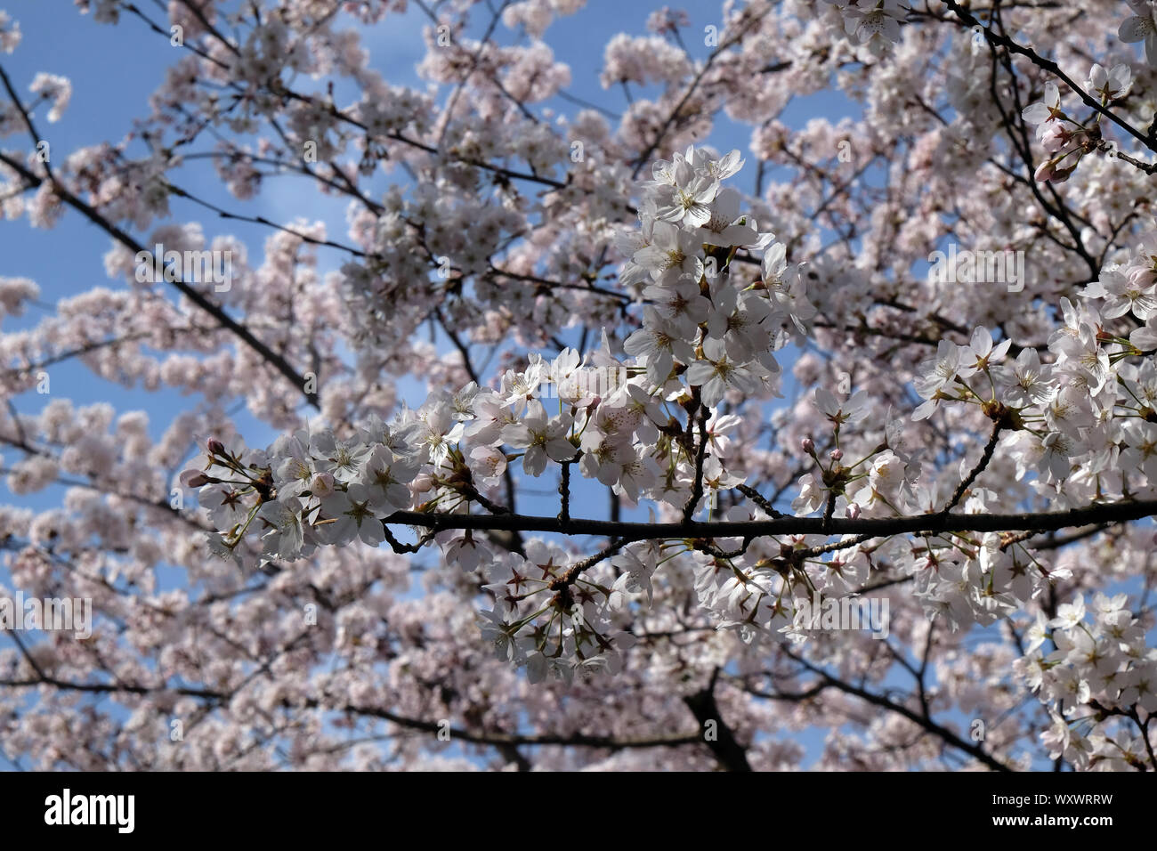 Close up of fruit flowers in the earliest springtime Stock Photo