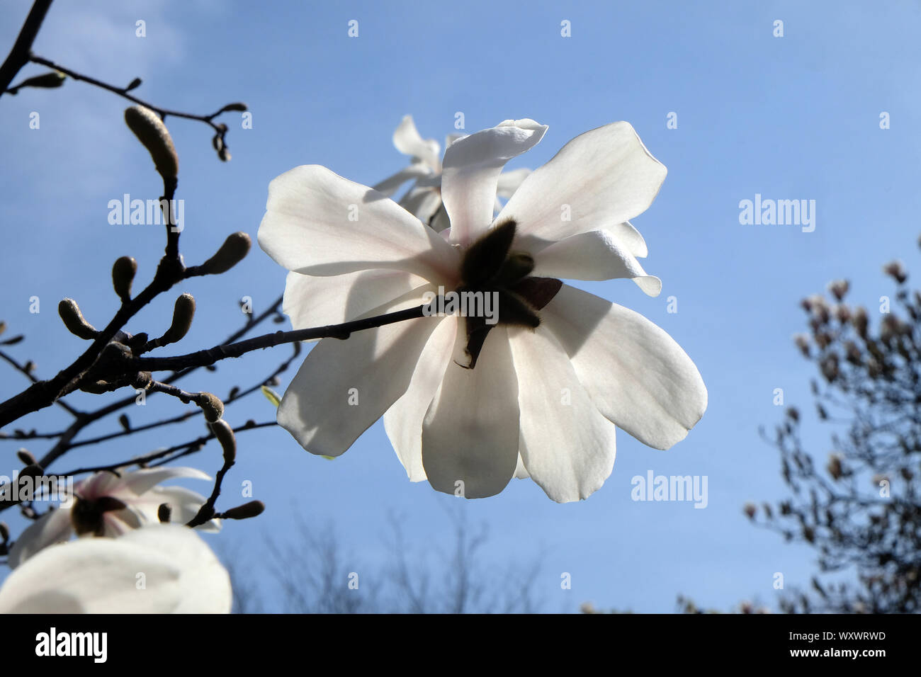 Large branch magnolia tree hi-res stock photography and images - Alamy