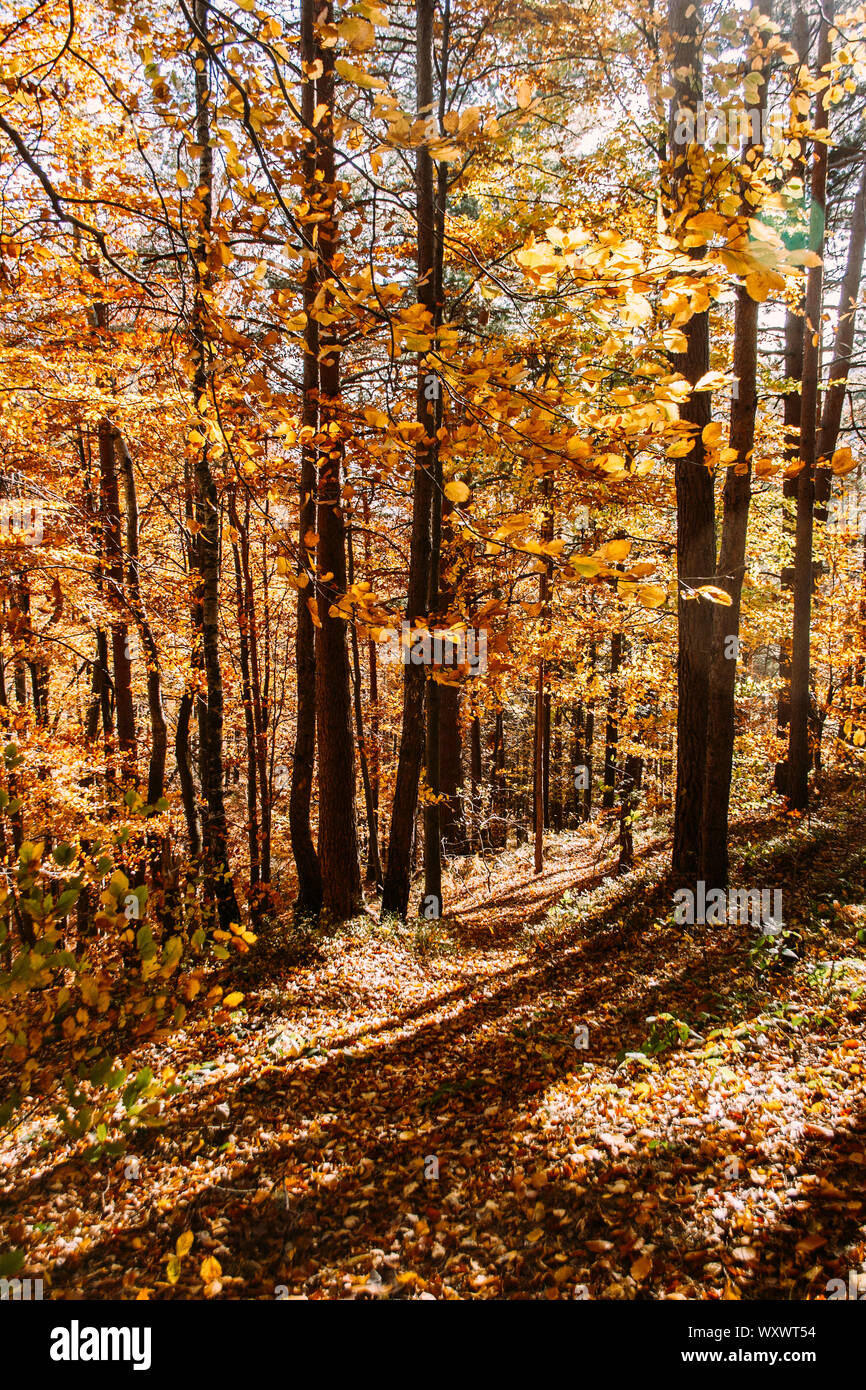 Vibrant orange autumn forest vertical natural background. Yellow leaves and trees in the autumn ...