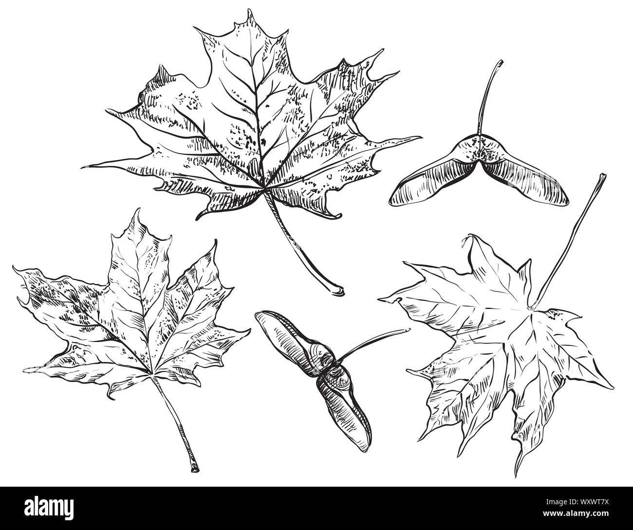 Vector autumn hand drawing set of maple tree leaves and seeds outline on the white background. Fall line art of foliage. stock illustration Stock Vector