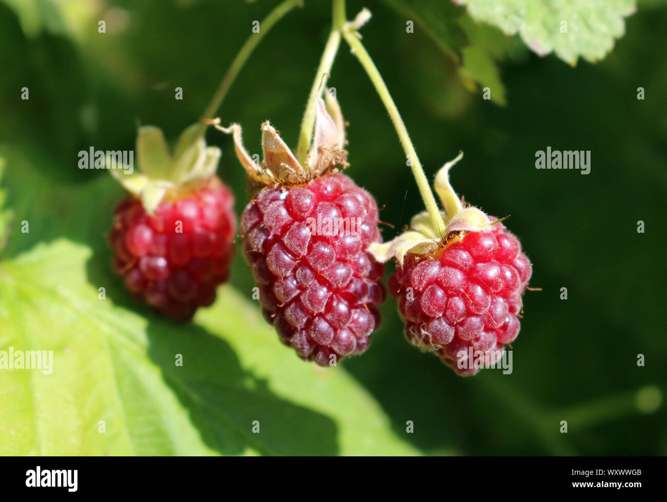 Loganberry. A group of loganberries ripening on a plant Stock Photo