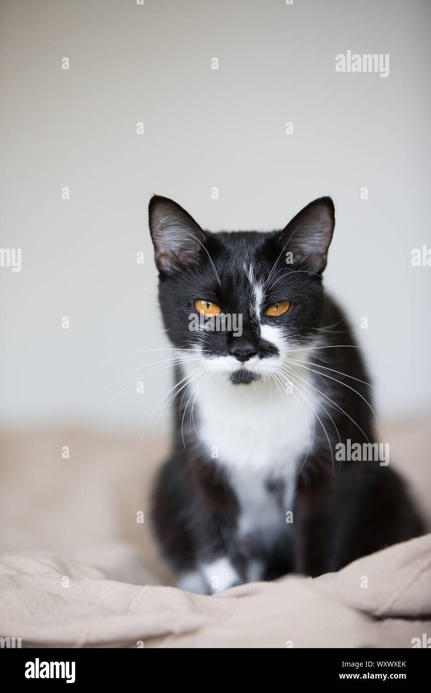 Cats Stock Photo