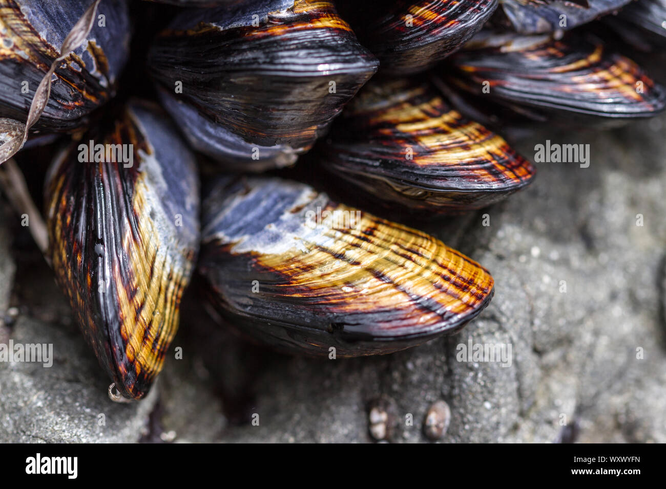 California mussel beach hires stock photography and images Alamy