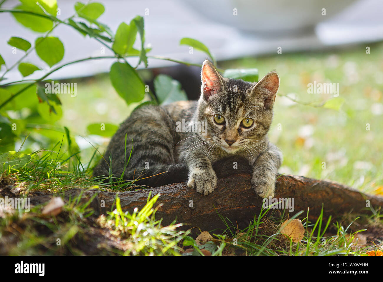 Kitten bush hi-res stock photography and images - Alamy