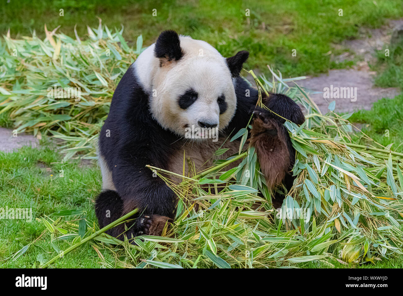 Giant panda, bear panda eating bamboo sitting in the grass Stock Photo ...