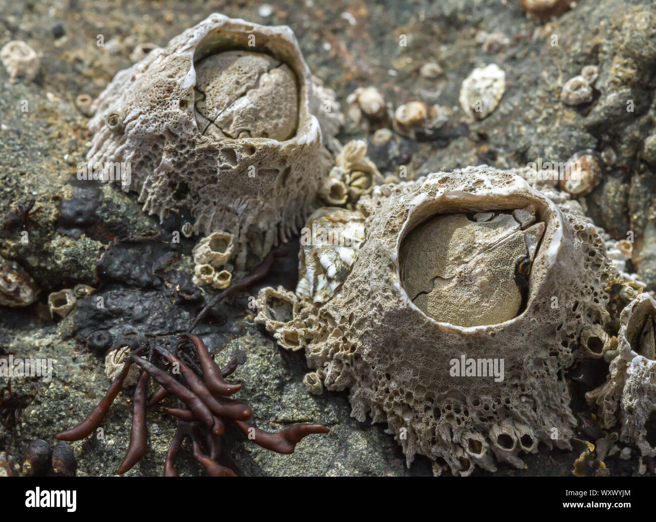 Acorn Barnacles (Balanus sp.) and limpets at low tide on a rock at Westport Beach, California Stock Photo