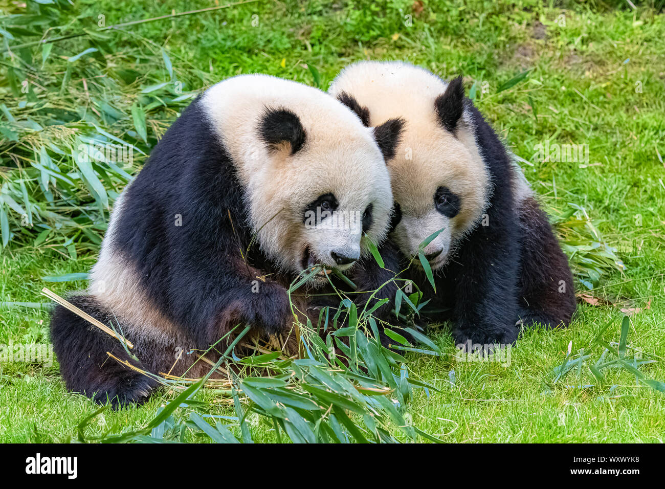 Giant panda, bear panda eating bamboo sitting in the grass Stock Photo ...