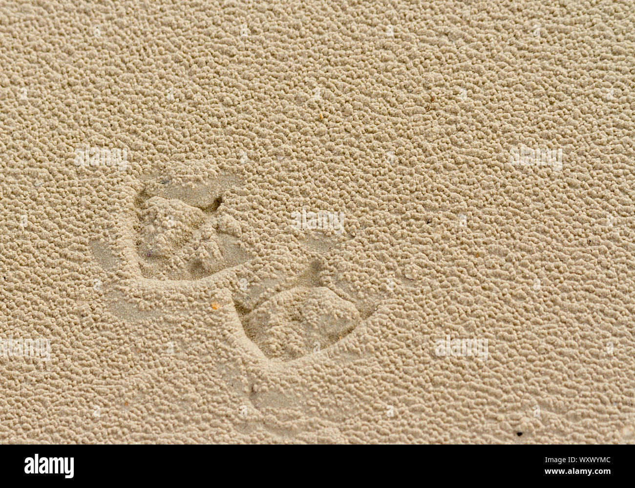Closeup of footprints of a gull on the beach, Juist island, Germany Stock Photo