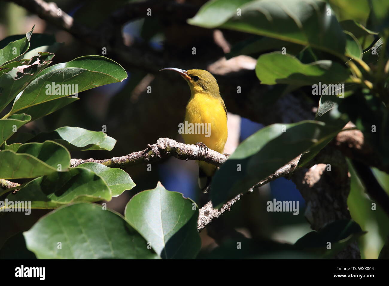 olive-backed sunbird (Cinnyris jugularis) Daintree Rainforest, Queensland, Australia Stock Photo