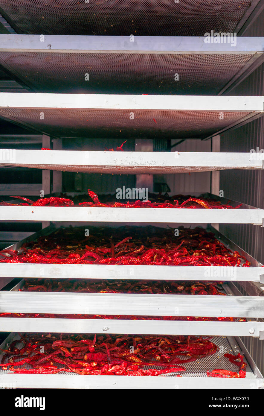 https://c8.alamy.com/comp/WXX07R/industrial-food-dehydrator-machine-professional-fruits-and-vegetables-dehydration-machines-long-red-pepper-in-it-peppers-can-be-dried-in-the-oven-a-WXX07R.jpg