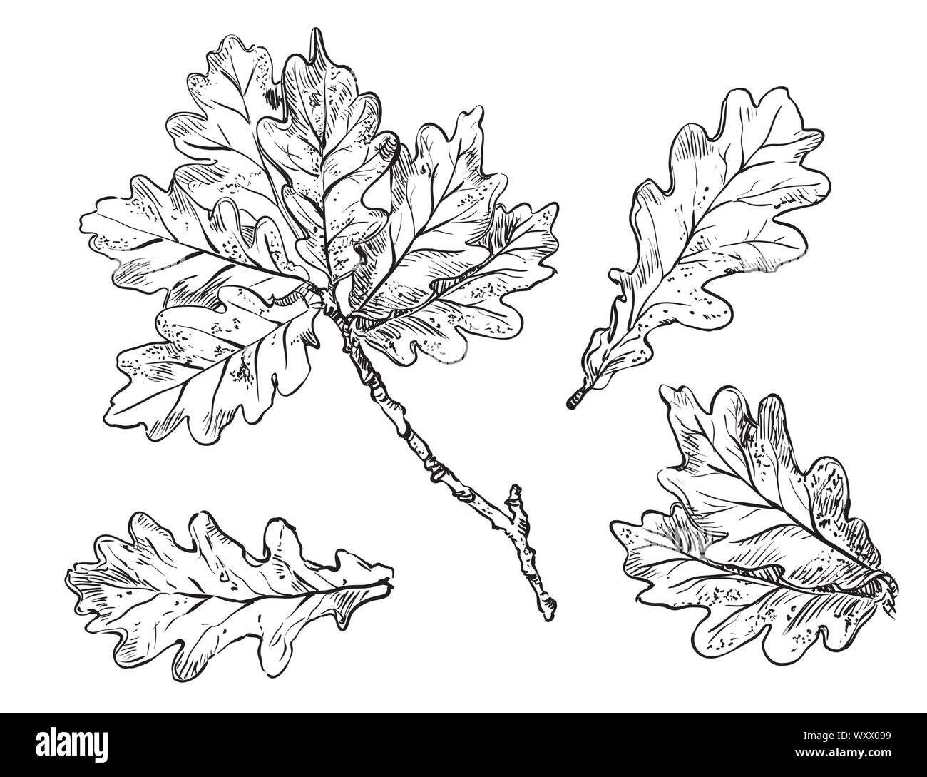 Vector hand drawing set of monochrome oak tree leaves outline on the white background. Fall line art of foliage. stock illustration Stock Vector